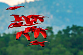 Trinidad, Caroni Swamp. Scarlet ibis birds in flight.