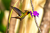 Trinidad. Tufted coquette hummingbird feeding on vervain flower.