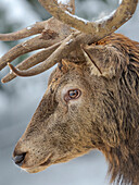 Männlicher Hirsch, Rothirsch im Schnee, Alpenwildpark Obermaiselstein. Europa, Deutschland, Bayern