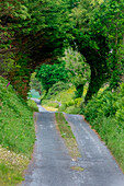 Grüne Bäume umhüllen diese Nebenstraße mit üppigem Laub, Grafschaft Mayo, Irland.