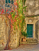 Italien, Toskana, Monticchiello. Roter Efeu bedeckt die Mauern der Gebäude.