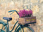 Italien, Toskana, Monticchiello. Fahrrad mit hellrosa Heidekraut im Korb.
