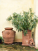 Italy, Tuscany. Planters made from pottery.