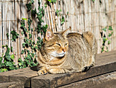 Italy, Chianti, Monteriggioni. Cat resting on a wooden bench in the hilltown.