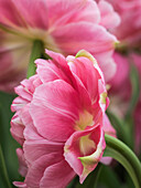 Niederlande, Lisse. Nahaufnahme einer rosa Tulpenblüte.