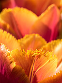 Niederlande, Lisse. Nahaufnahme einer orangefarbenen Tulpenblüte.