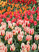 Netherlands, Lisse. Closeup of flower displays at Keukenhof Gardens.