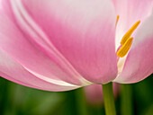 Niederlande, Lisse. Nahaufnahme der Unterseite einer zartrosa Tulpe.