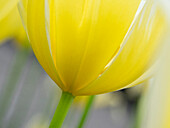 Niederlande, Lisse. Nahaufnahme der Unterseite einer gelben Tulpe.