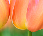 Niederlande, Lisse. Nahaufnahme von orangefarbenen Tulpen.