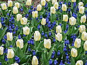 Netherlands, Lisse. White tulips and grape hyacinths in a garden.