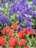 Niederlande, Lisse. Violette Hyazinthen und rote Tulpen in einem Garten.
