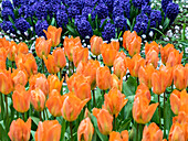 Niederlande, Lisse. Orangefarbene Tulpen und dunkelblaue Hyazinthen in einem Garten.