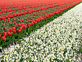 Niederlande, Lisse. Landwirtschaftliches Feld mit Tulpen und Narzissen.