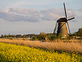 Niederlande, Kinderdijk. Windmühlen entlang des Kanals.