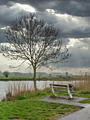 Niederlande, Kinderdijk. Baum entlang des Kanals in Kinderdijk.