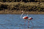 Große Flamingos bei der Fütterung in Salzpfannen in Tavira, Portugal