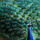 Lisbon, Portugal. Castelo Sao Jorge. Peacocks reside on the castle grounds. Males showing off their plumage, spring mating season.