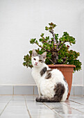 Croatia, Hvar. Domestic cat sitting by a potted jade plant along the street.