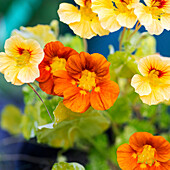 Nahaufnahme von gelben und orangefarbenen Blumen