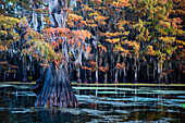 Bald cypress in fall color