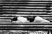 Cat sleeping on bench