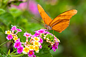 Julia Heliconian nectaring at lantana flowers