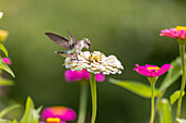 Rubinkehl-Kolibri