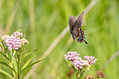 Spicebush swallowtail flying to swamp milkweed