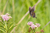 Dornbusch-Schwalbenschwanz fliegt zu Sumpfmilchkraut