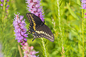 Black swallowtail butterfly male on blazing star