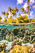 Französisch-Polynesien, Taha'a. Unter/über Wasser geteilte Korallen und Palmen.