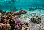 Französisch Polynesien, Taha'a. Nahaufnahme eines sich bewegenden Oktopus.