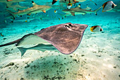 French Polynesia, Bora Bora. Black tip reef sharks and stingray.