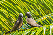 Noddy bird, Morea, Tahiti.