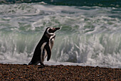 Argentina, Patagonia. Magellanic penguin walks the beach at Peninsula Valdez.