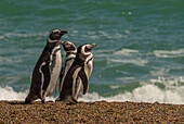 Argentina, Patagonia. Magellanic penguins walk the beach at Peninsula Valdez.