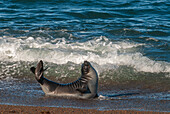 Argentina, Patagonia. Young southern elephant seal in the surf at Peninsula Valdez