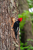 Chile, Aysen. Male Magellanic Woodpecker.