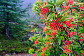 Chile, Aysen. Chilenischer Feuerbaum in Blüte. Einheimischer Name: Notro.