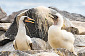 Ecuador, Galapagos National Park, Espanola Island. Nazca booby adult and chick.