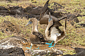 Ecuador, Galapagos National Park, Isla Lobos. Blue-footed booby pair courtship.