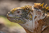 Ecuador, Galapagos National Park, South Plaza Island. Land iguana head close-up.