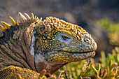 Ecuador, Galapagos-Nationalpark, South Plaza Island. Kopf eines Landleguans, Nahaufnahme.