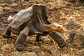 Ecuador, Galapagos National Park, Santa Cruz Insel. Riesenschildkröte beim Spaziergang in der Charles-Darwin-Forschungsstation.