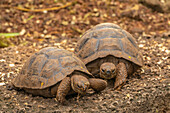 Ecuador, Galapagos National Park, Santa Cruz Island. Giant tortoise young at Charles Darwin Research Station.
