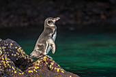 Ecuador, Galapagos-Nationalpark, Bartolome-Insel. Galapagos-Pinguin Nahaufnahme.