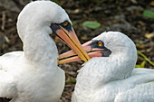 Ecuador, Galapagos National Park, Genovesa Island. Nazca boobies preening each other.