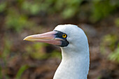 Ecuador, Galapagos National Park, Genovesa Island. Nazca booby profile.