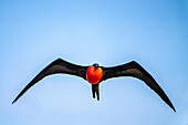 Ecuador, Galapagos-Nationalpark, Genovesa-Insel. Fregattvogel-Männchen bei der Flugvorführung.